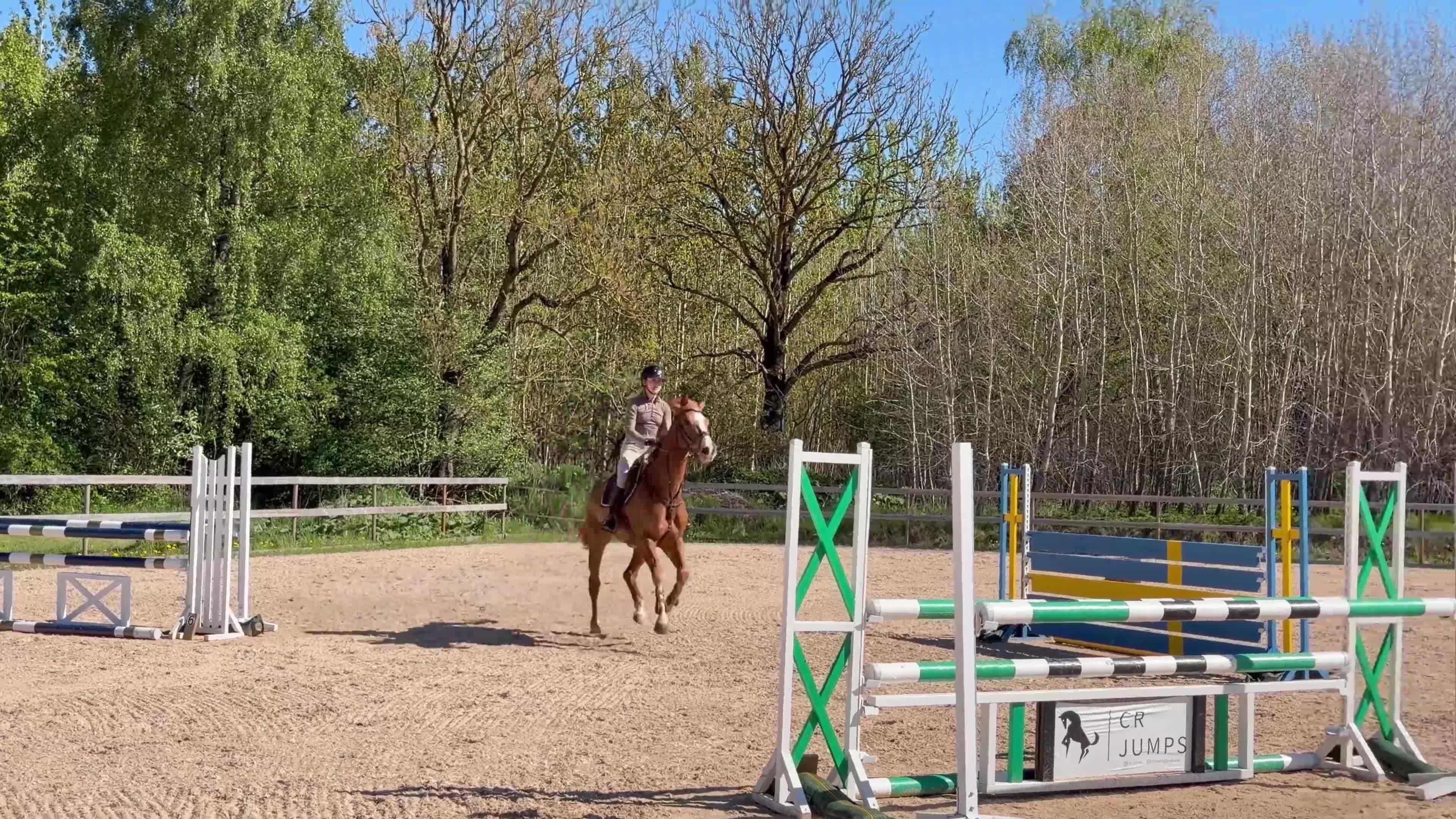 Hoppning hästar till salu: Individ med kapacitet för de högre klasserna - Video 1