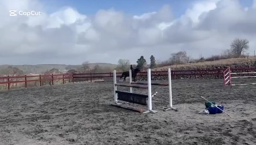 Hoppning hästar till salu: En framåt häst som gillar att hoppa.  - Video 2