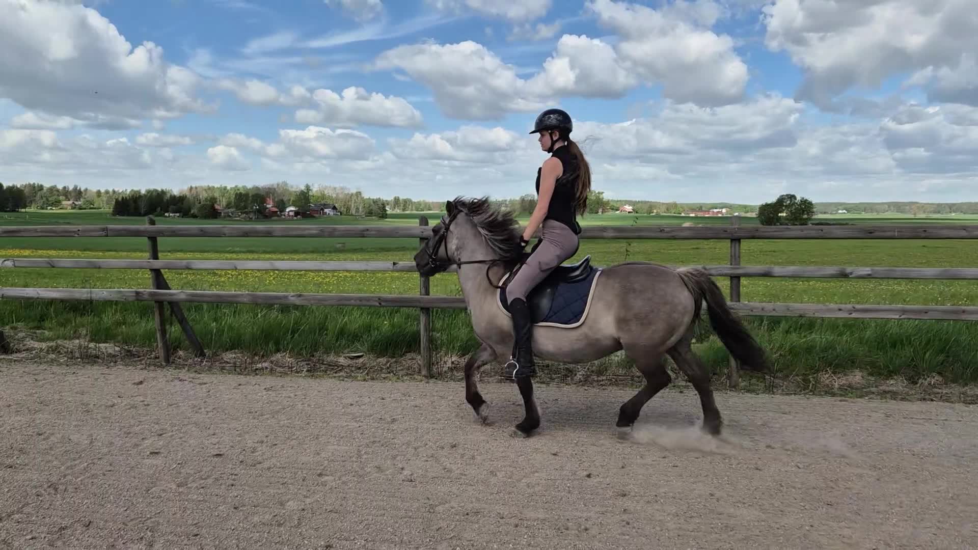 Allround hästar till salu: Trygg islänning/fjording  - Video 1