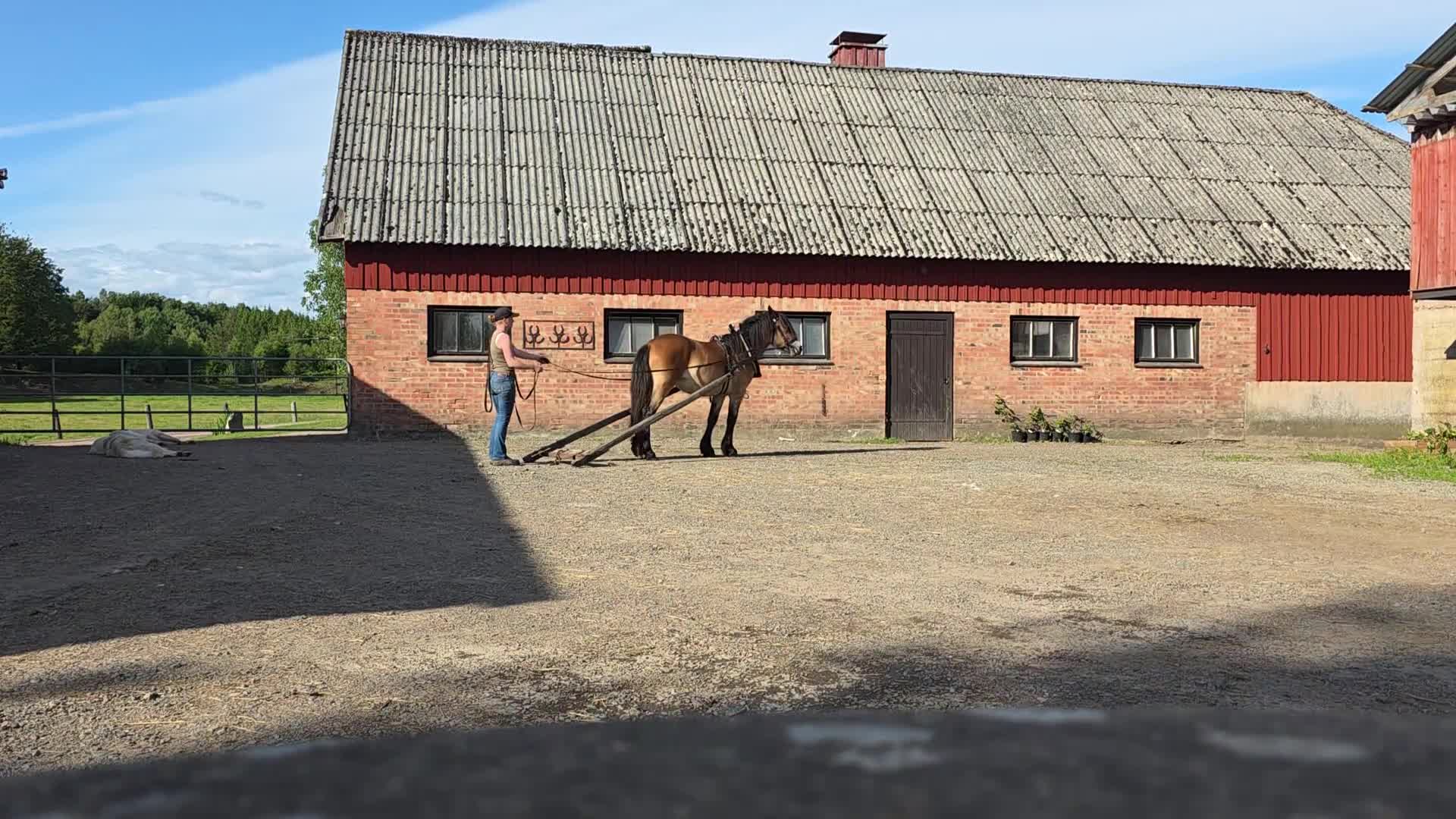 Körning hästar till salu: Välhanterad 1 åring  i Skånes Fagerhult - Video 1