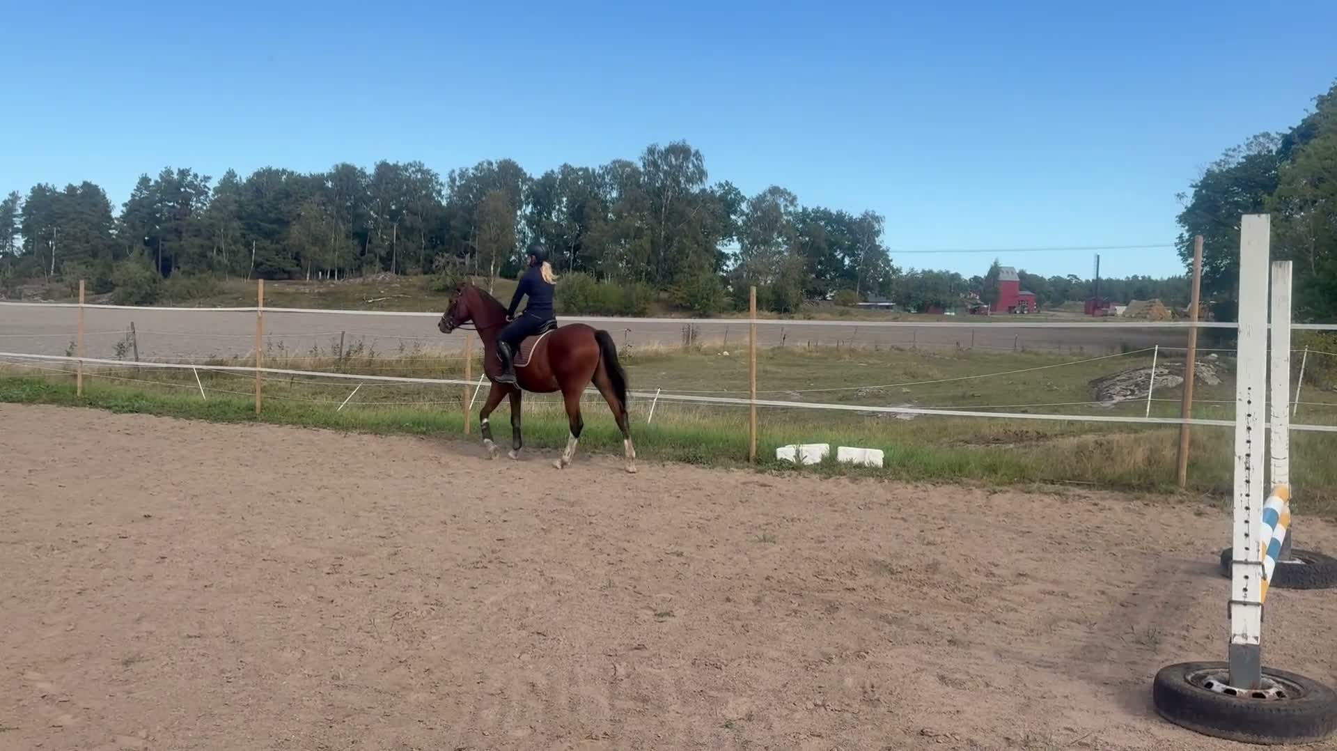 Allround hästar till salu: Den perfekta unghästen  - Video 1