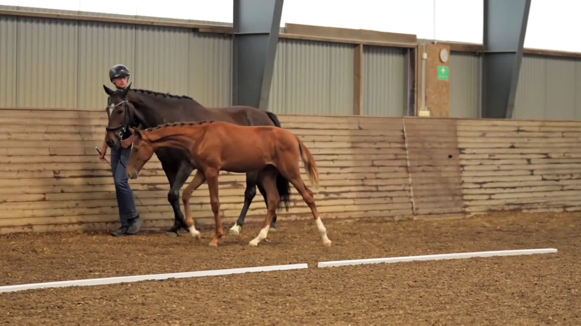 Dressyr hästar till salu: Betrix W - Hingstföl med elitstam i Skänninge - Video 5