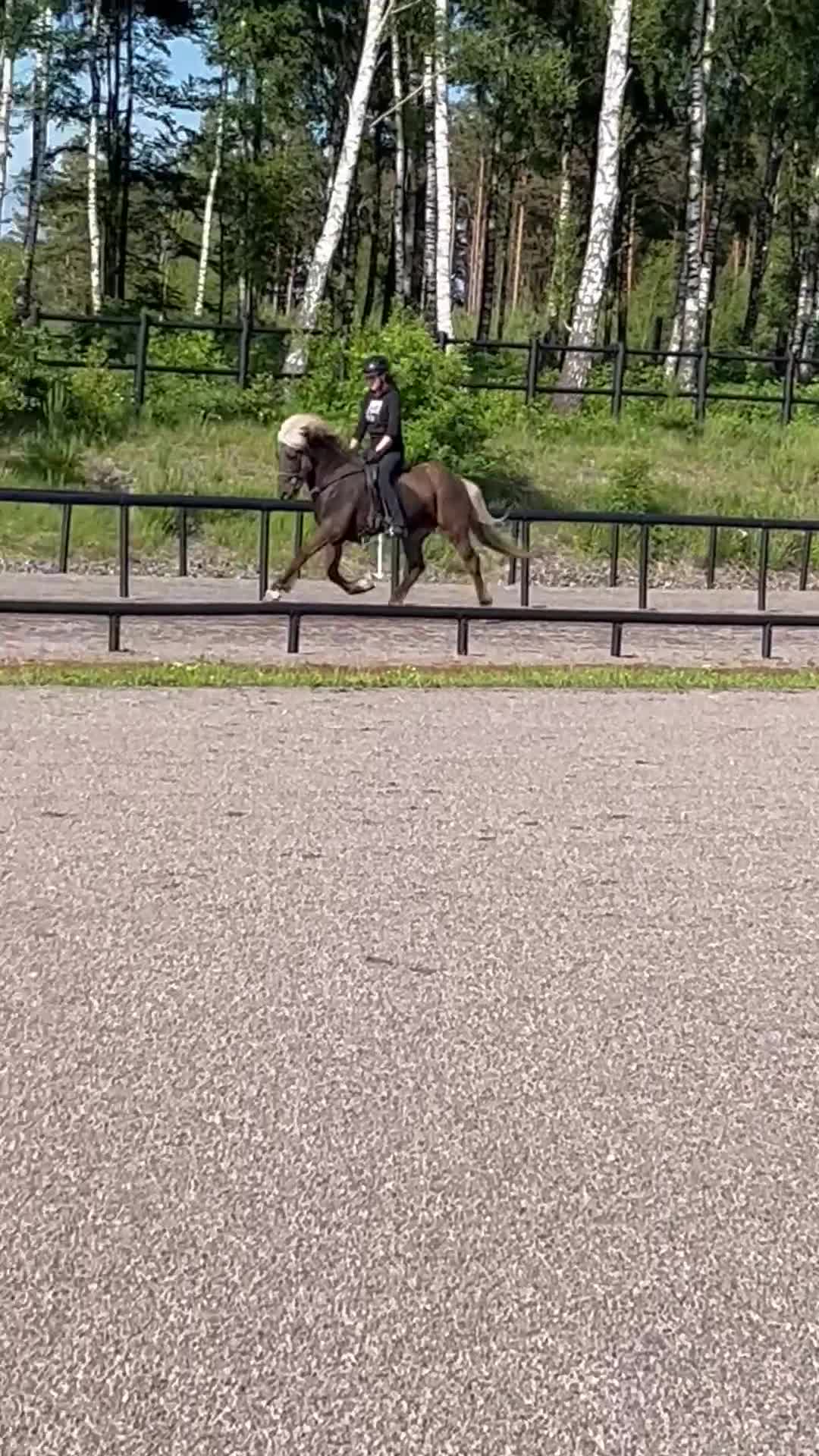 Island hästar till salu: Femgångshäst  i Båstad - Video 2