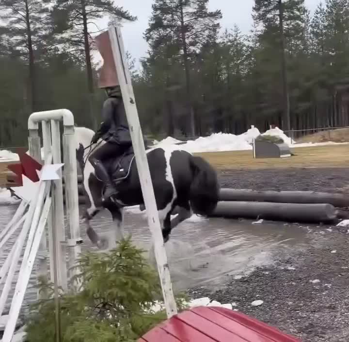 Allround hästar till salu: Bombsäker allroundponny - Video 2