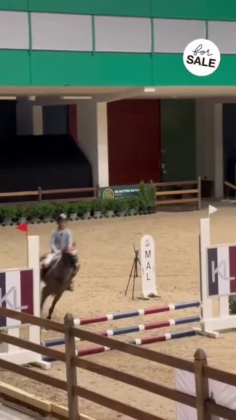 Hoppning hästar till salu: Smuk og velspringende hoppe - Video 1
