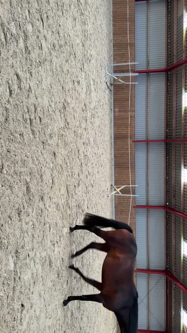 Hoppning hästar till salu: Fineste holsteinerstoet för avel – säljes/bytes - Video 1