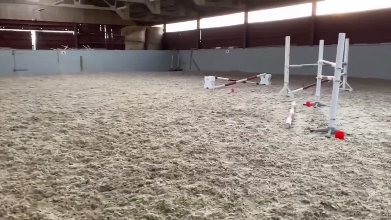 Allround hästar till salu: Världens finaste Häst. i Sandhult - Video 1