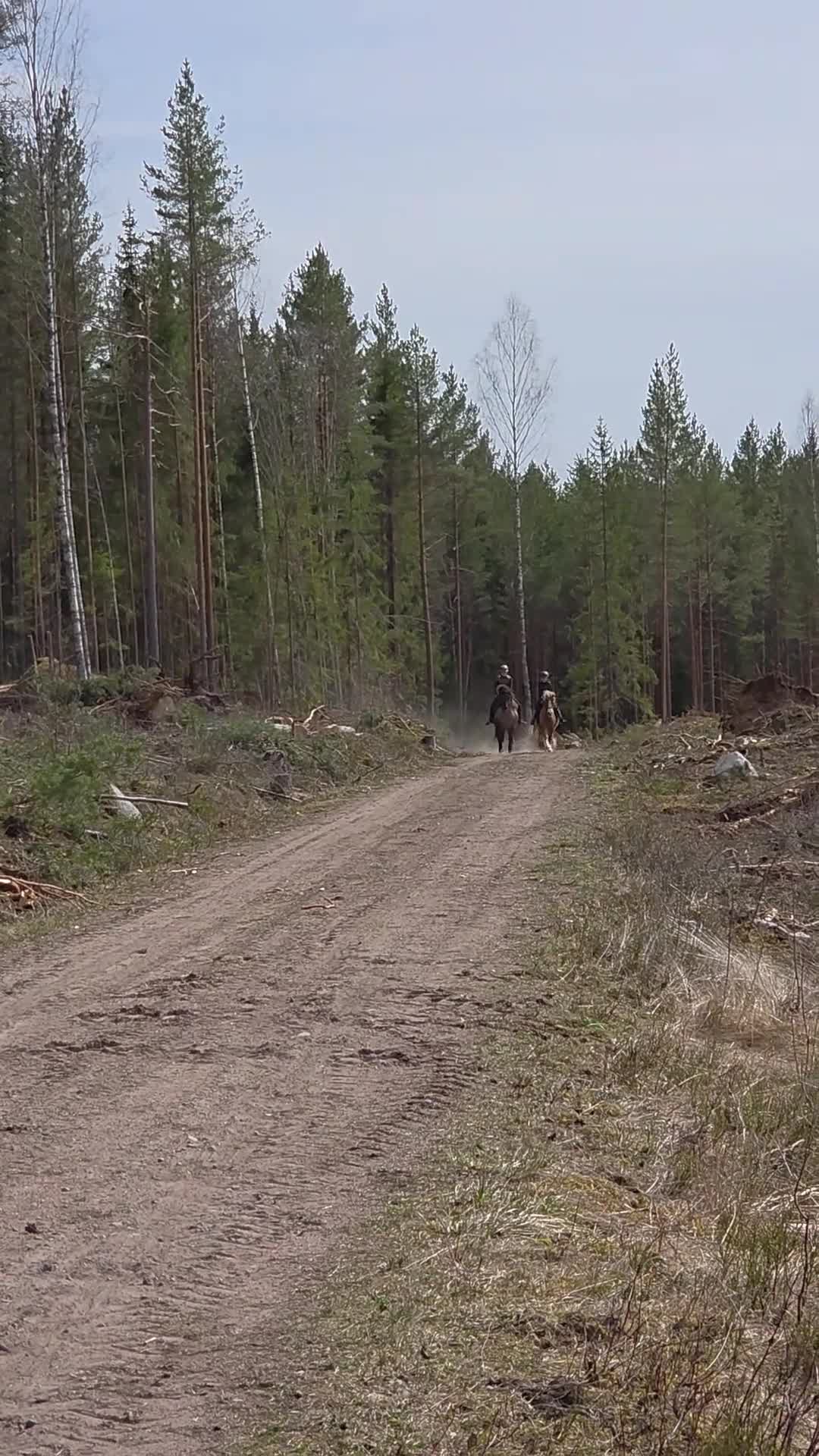 Allround hästar till salu: Sött whelssto, barnponny. - Video 3
