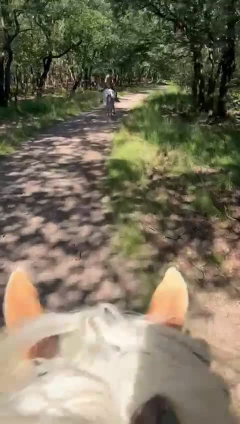 Allround hästar till salu: Fin Haflinger sto söker lugnt och kärleksfullt hem - Video 2