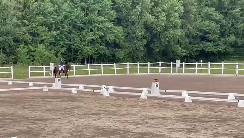 Dressyr hästar till salu: Lyxig allround ponny  - Video 3