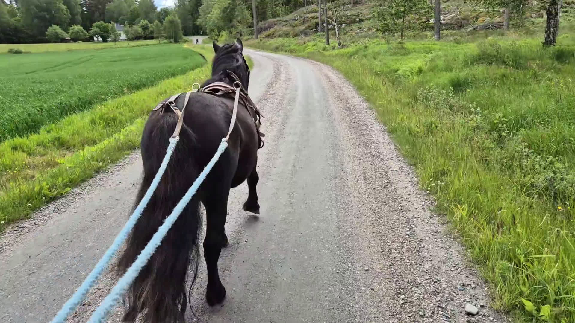 Allround hästar till salu: Trevlig shettisvalack 5 år - Video 1