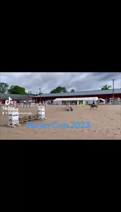 Dressyr hästar till salu: Vacker och genom-snällt welshsto - Video 3