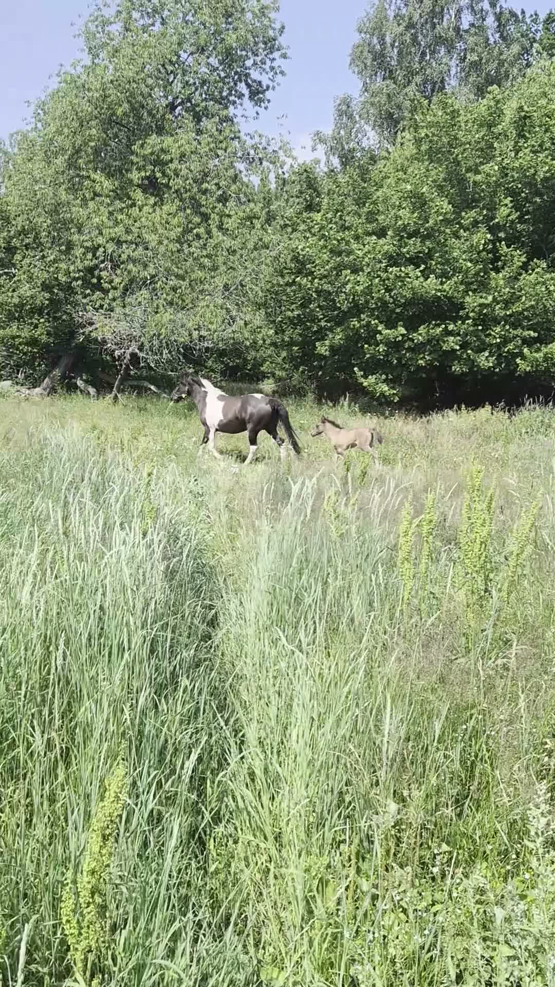 Allround hästar till salu: Dräktigt sto med föl  - Video 1