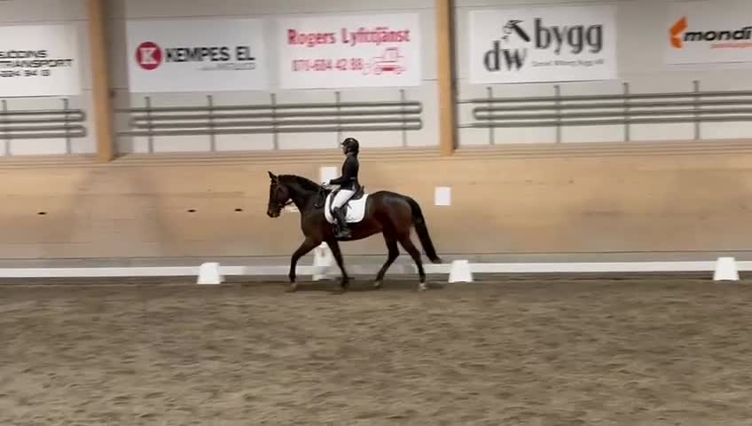 Hoppning hästar till salu: Clifford -18 Children/Juniorhäst i Kramfors - Video 1