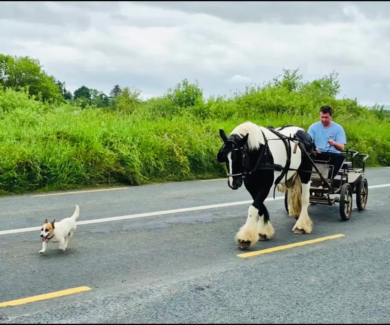 Allround hästar till salu: Bombproof Ride & Drive pony - Video 1