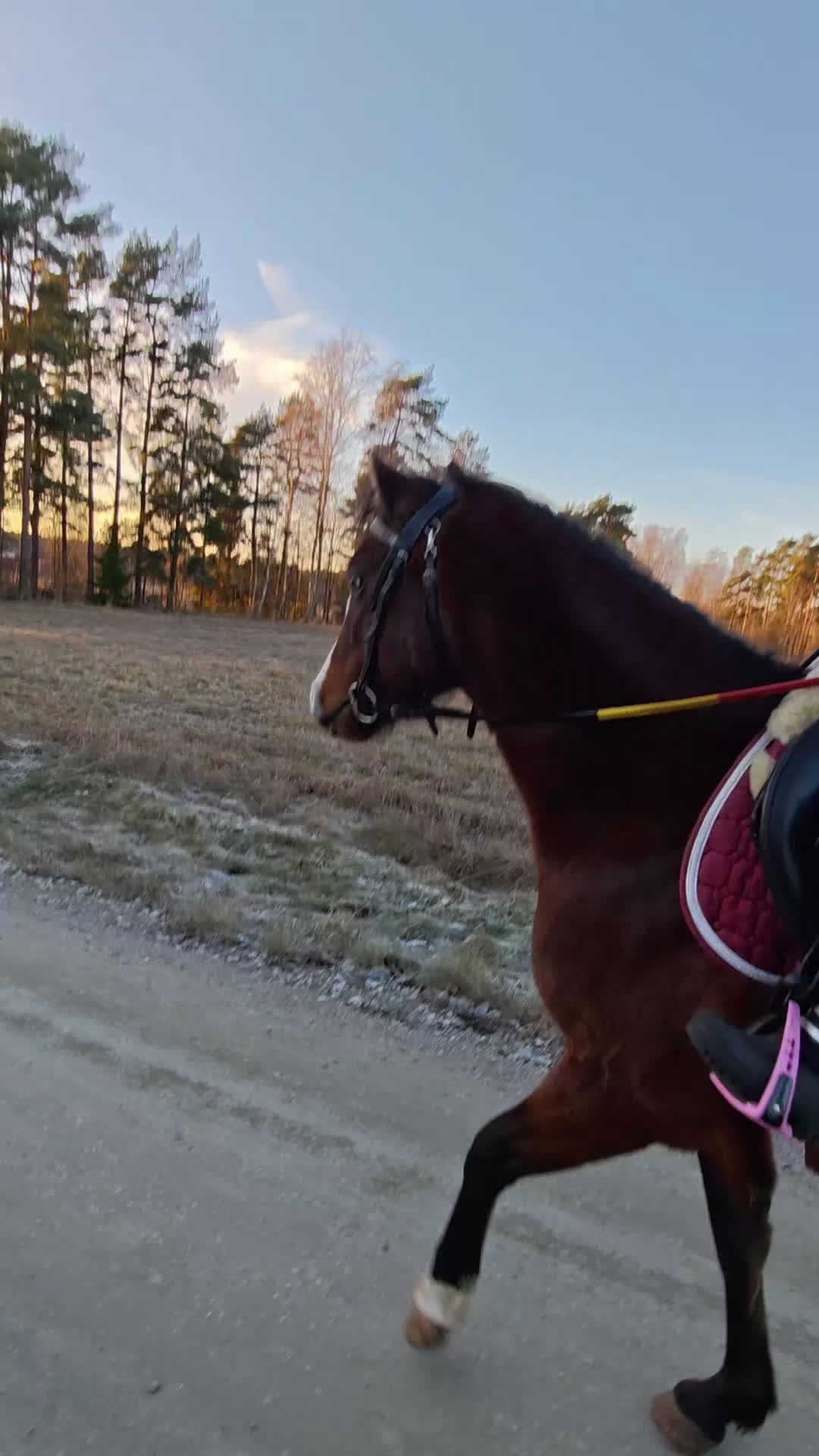 Allround hästar till salu: Fin ponny att fortsätta forma - Video 4