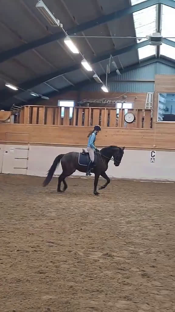 Dressyr hästar till salu: Dressyrtalang 5 årig valack e Americano GJ  - Video 5