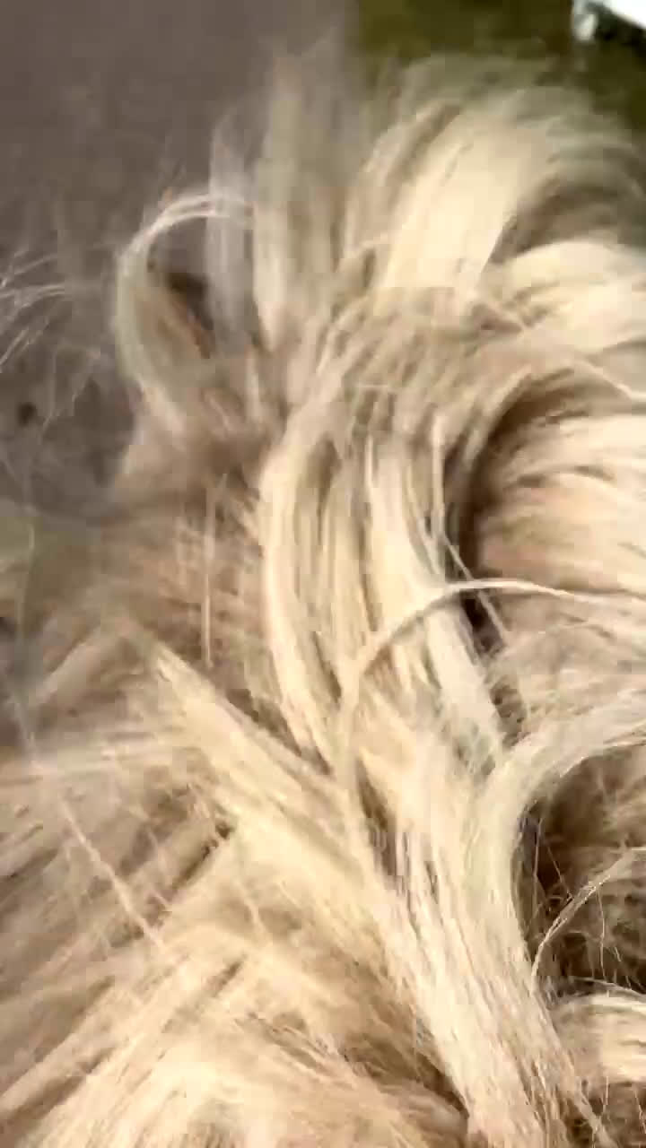  medryttarhäst sökes: Medryttarhäst sökes i Malmö - Video 2