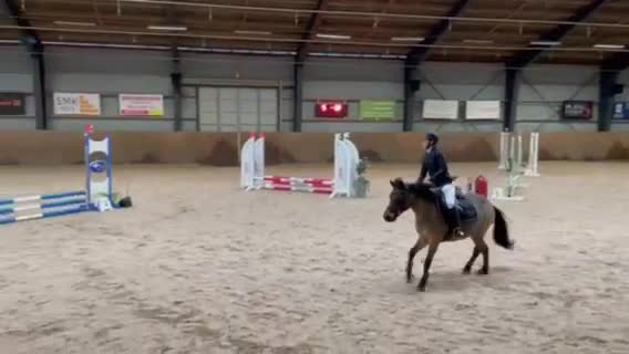 Allround hästar till salu: Vänligt russto, bytes ev bvsa - Video 2