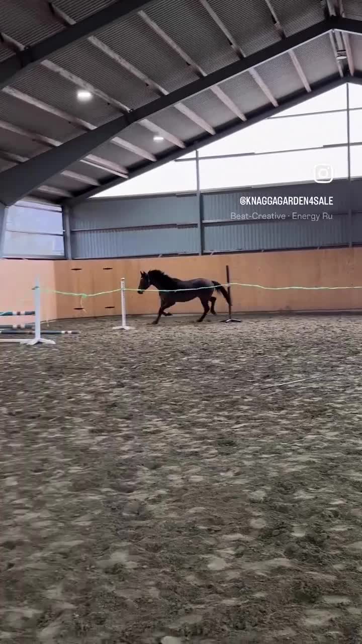 Hoppning hästar till salu: Hopphäst med gång💫 - Video 2