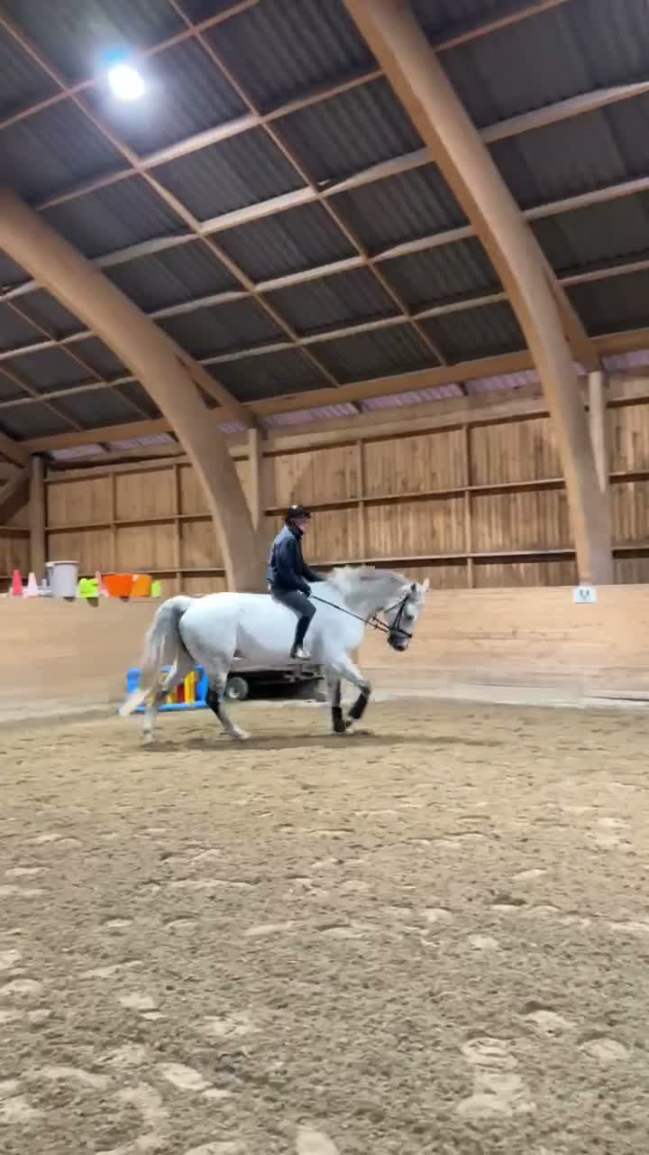 Allround hästar till salu: Fina ridhästen Emil i Fjärås - Video 1