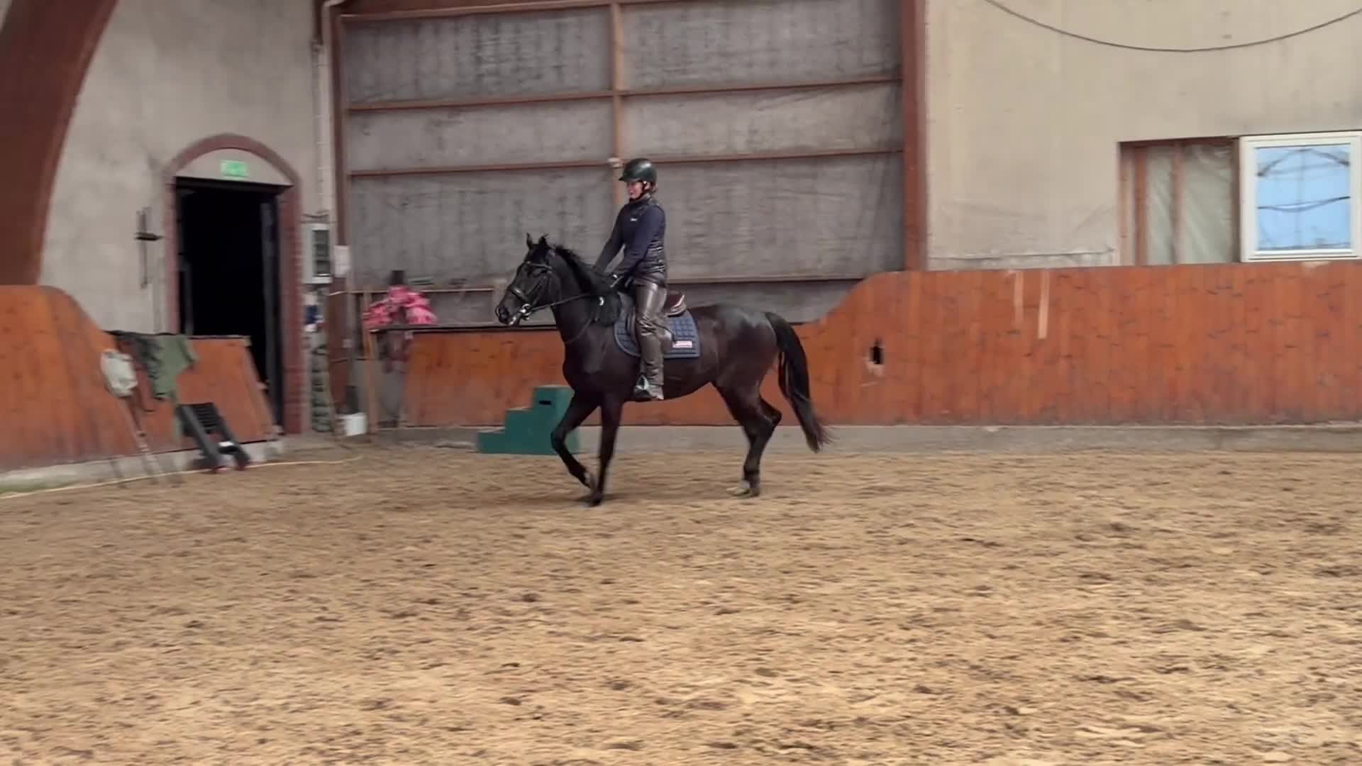 Hoppning hästar till salu: 3-årigt sto e:Mr Vain - Video 3