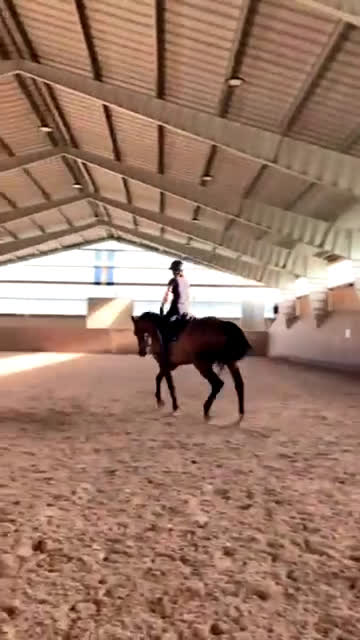  medryttarhäst finnes: Medryttare sökes  - Video 1