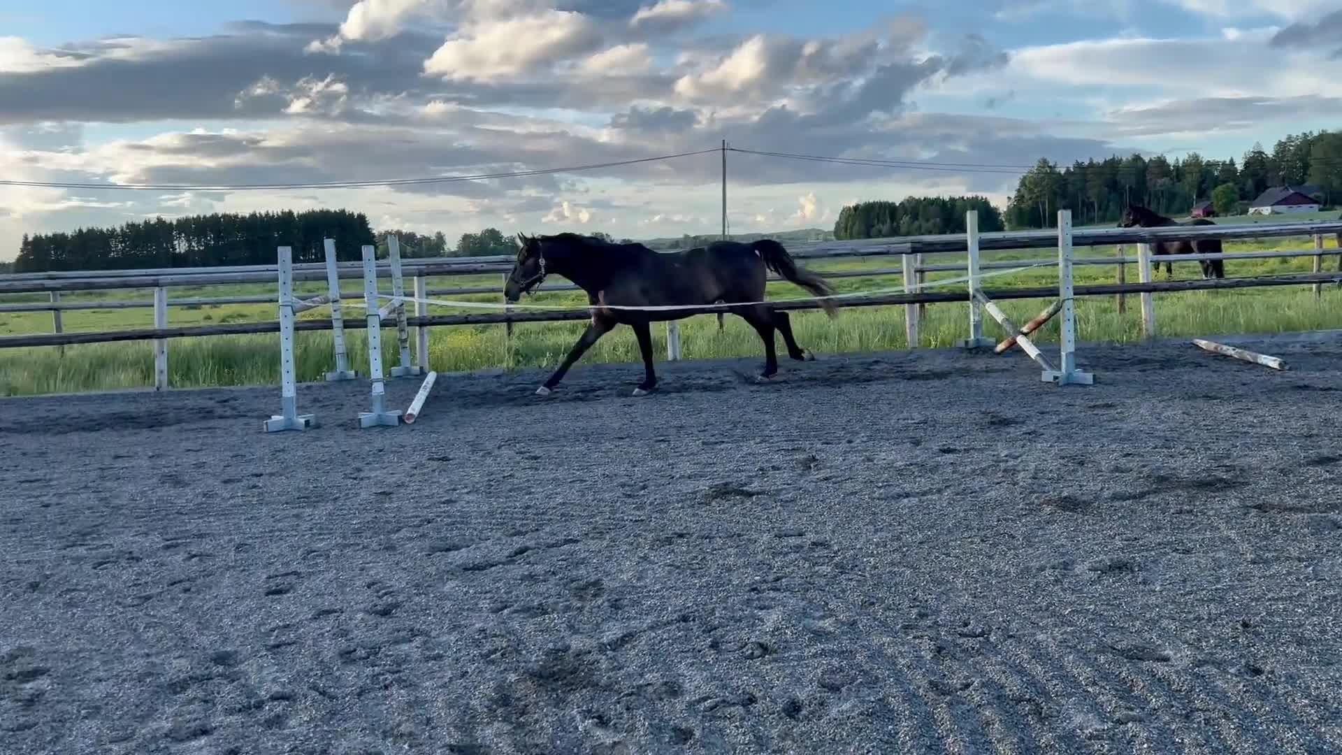 Hoppning hästar till salu: Spennende 4-årig vallak med flott sprangstamme - Video 1