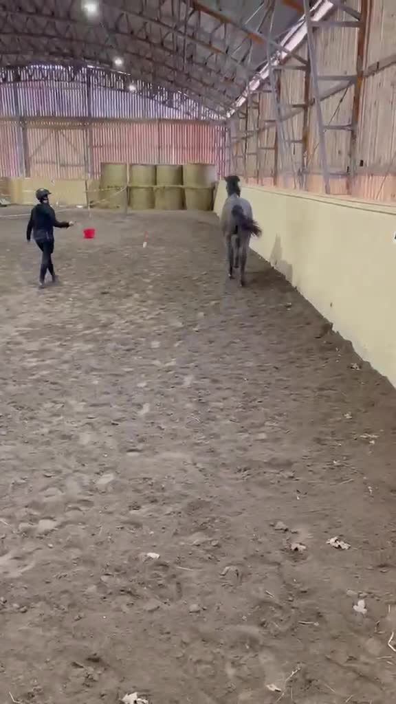 Hoppning hästar till salu: Snygg åring för högsta klasserna  - Video 1