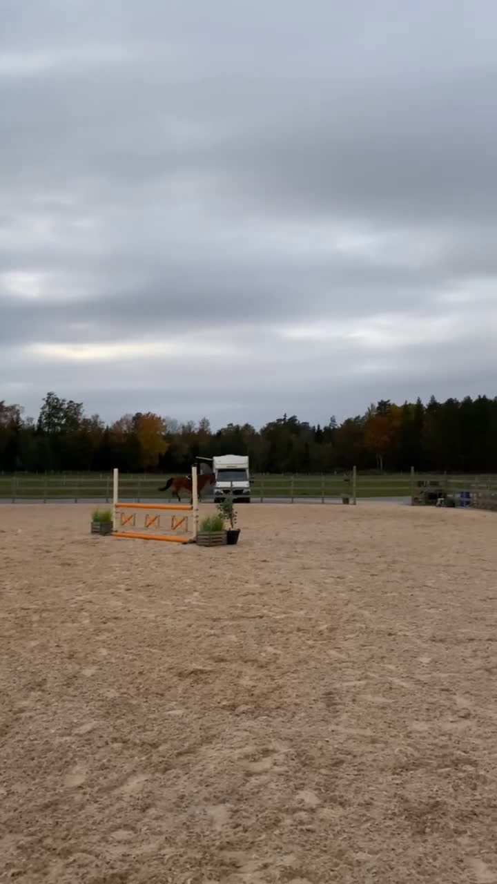 Hoppning hästar till salu: Härlig valack med potential i Enhörna - Video 3