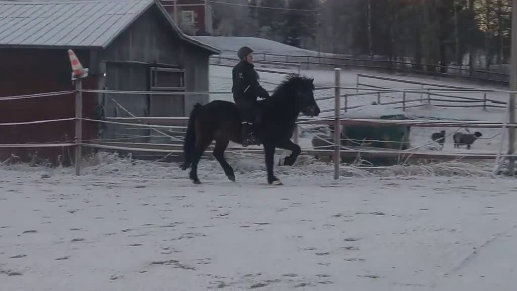 Island hästar till salu: Bedömt sto tävling/avel/fritid i Kälarne - Video 3