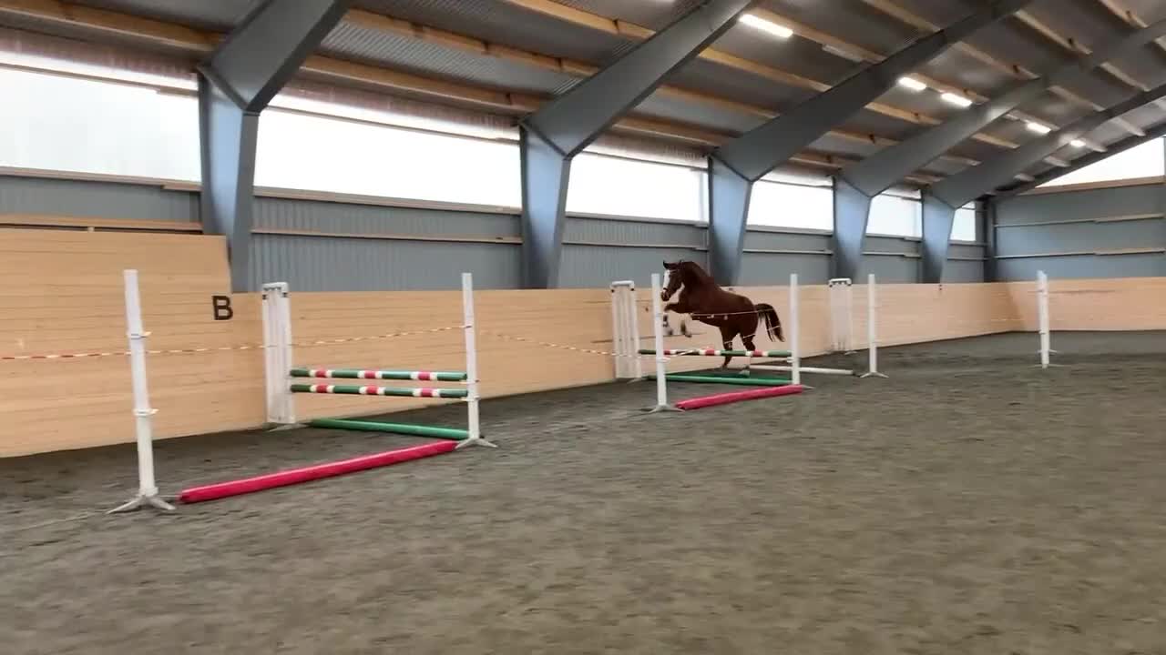 Hoppning hästar till salu: *Unikt tillfälle* Vackert stoföl med toppstam - Video 3