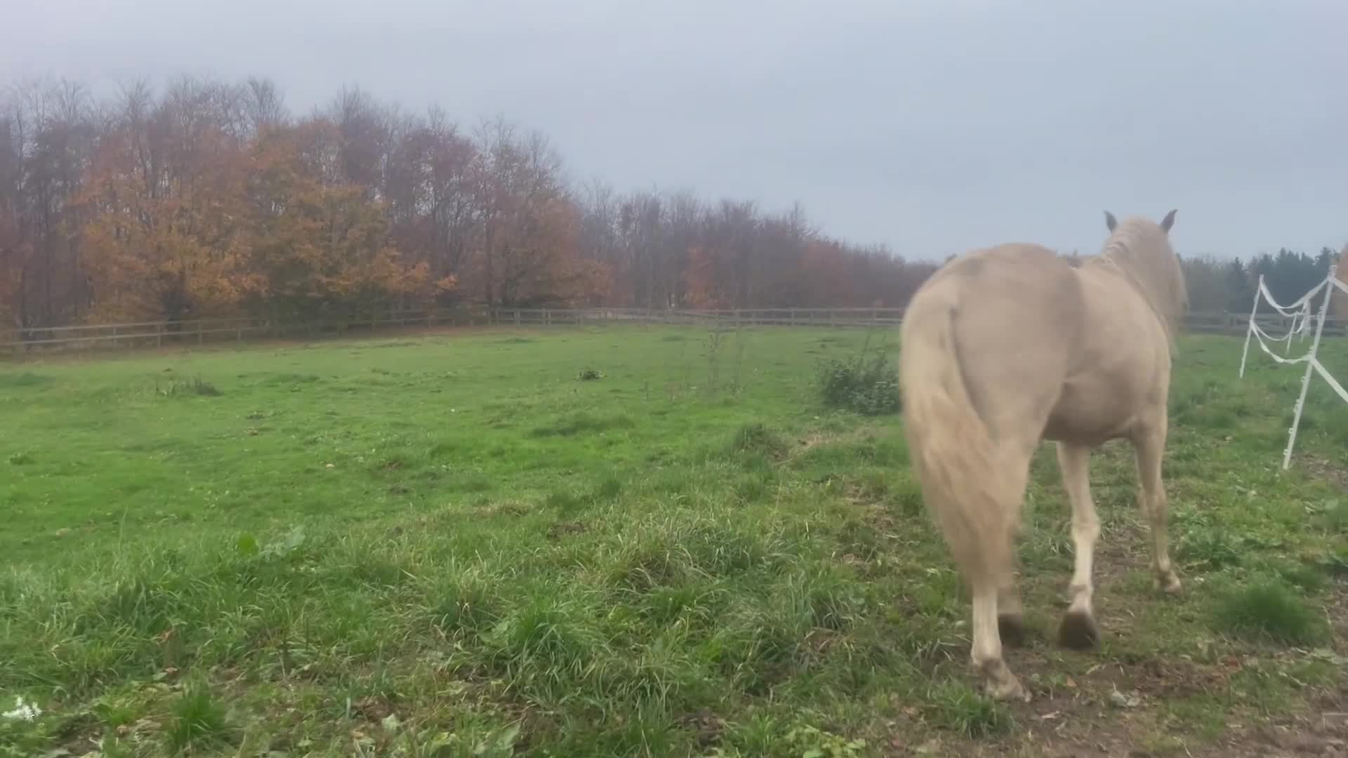 Working Equitation hästar till salu: Andrade Lusitano Perla - Video 1