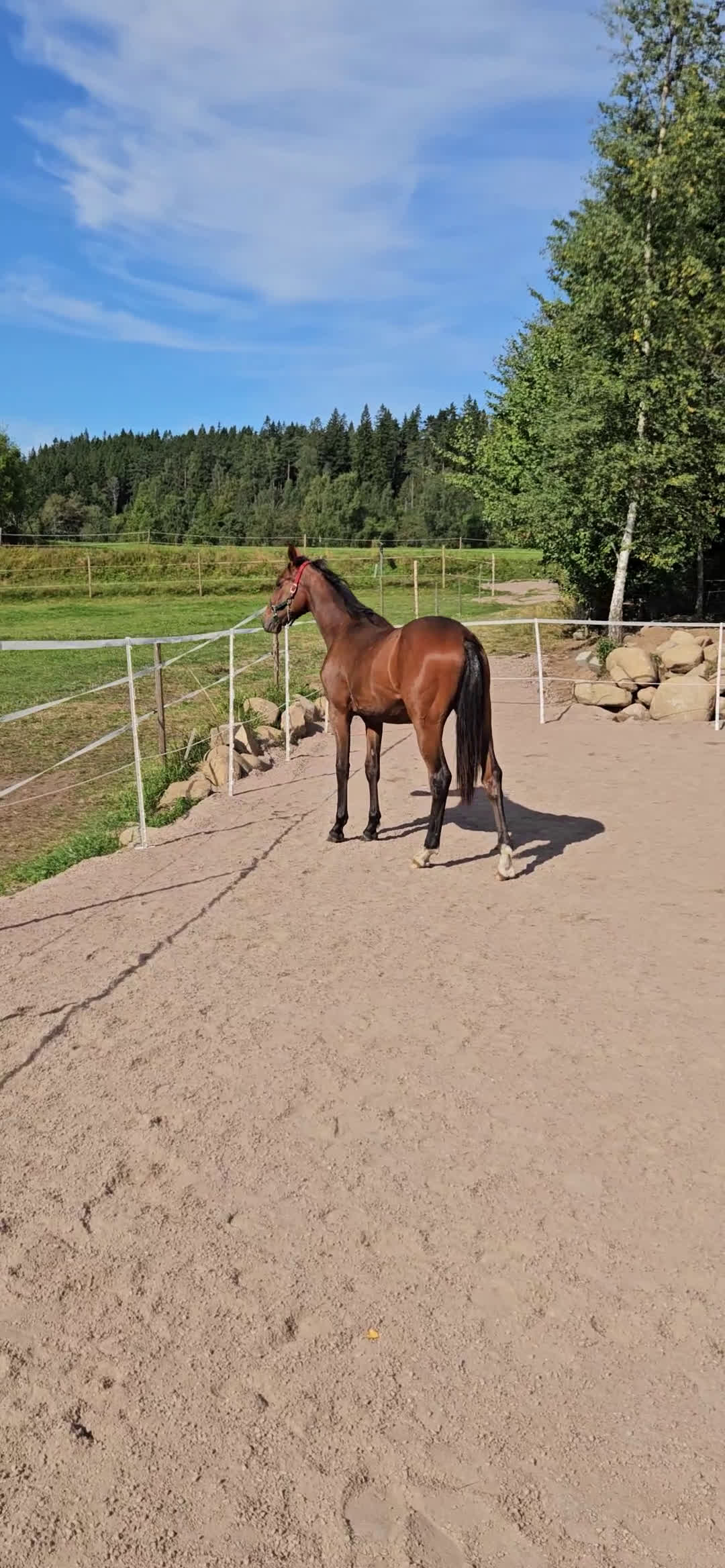 Fälttävlan hästar till salu: Åring med prestationsstark stamtavla i Bottnaryd - Video 1