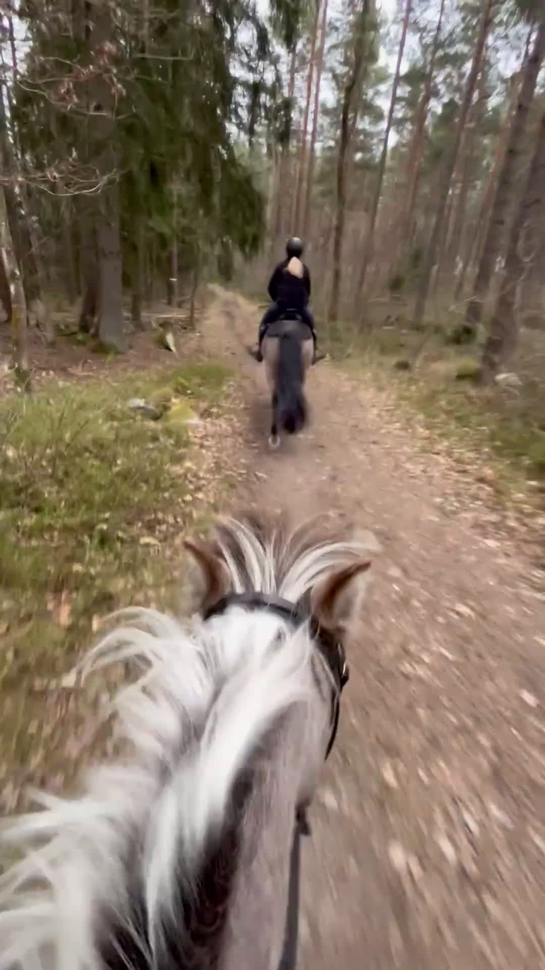 Allround hästar till salu: Unik Bästa Vän  - Video 5