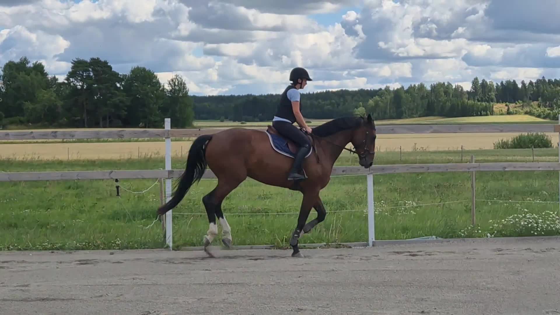 Hoppning hästar till salu: Underbar hopphäst med kapacitet - Video 1