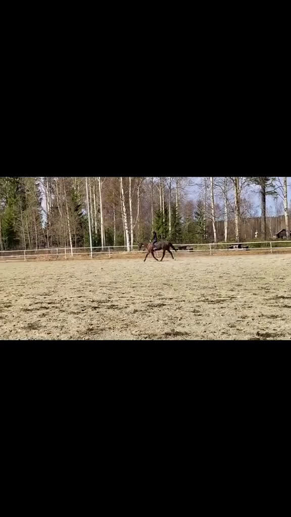 Allround hästar sökes: Hjälp med hästar  i Vännäs - Video 5