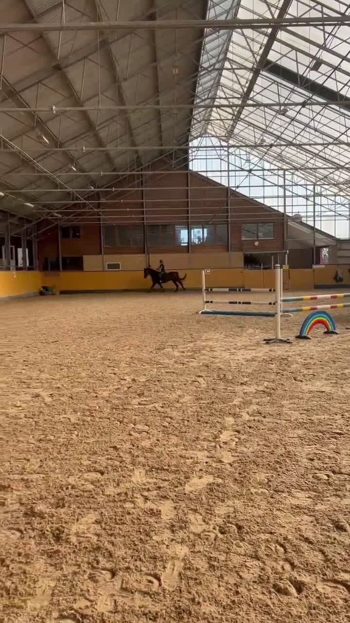 Allround hästar till salu: Fantastisk allround valack!  - Video 1