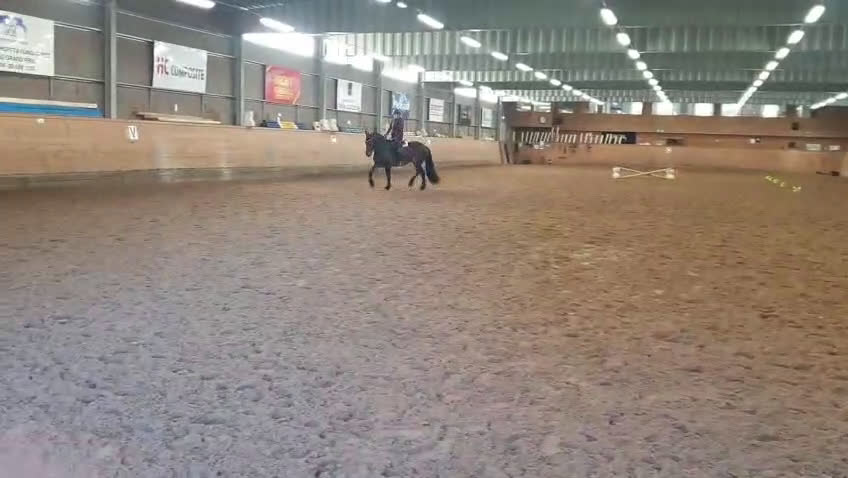 Allround hästar till salu: Snyggt Kallblodssto - Video 3