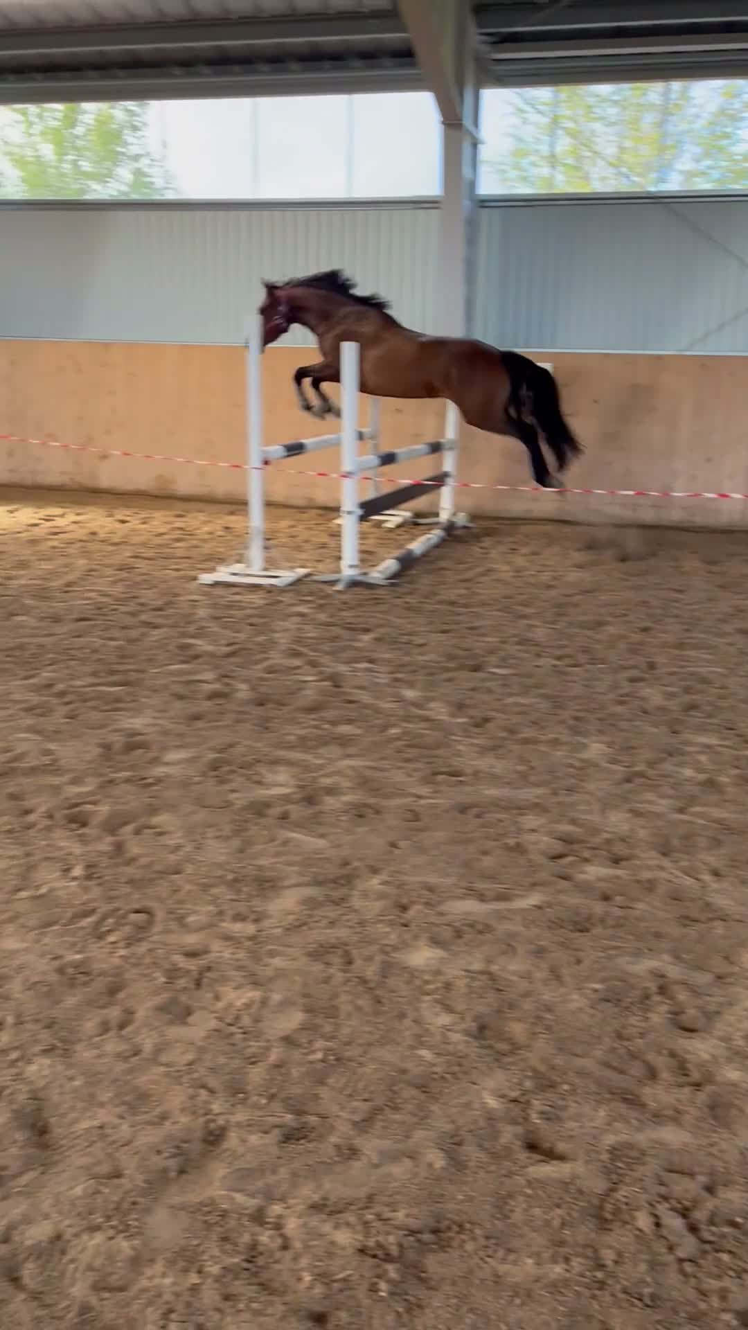 Allround hästar till salu: Jättefint connemarasto klass 1 - Video 2