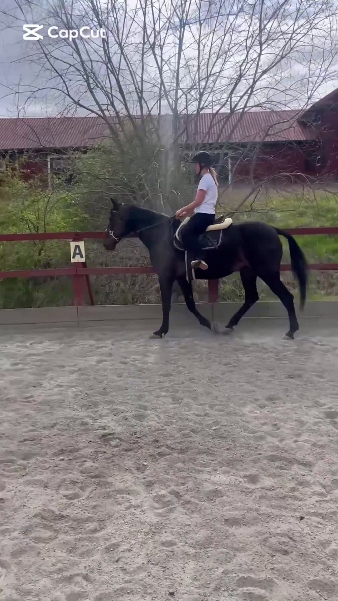 Allround hästar till salu: Fin ridtravare  i Huddinge - Video 2