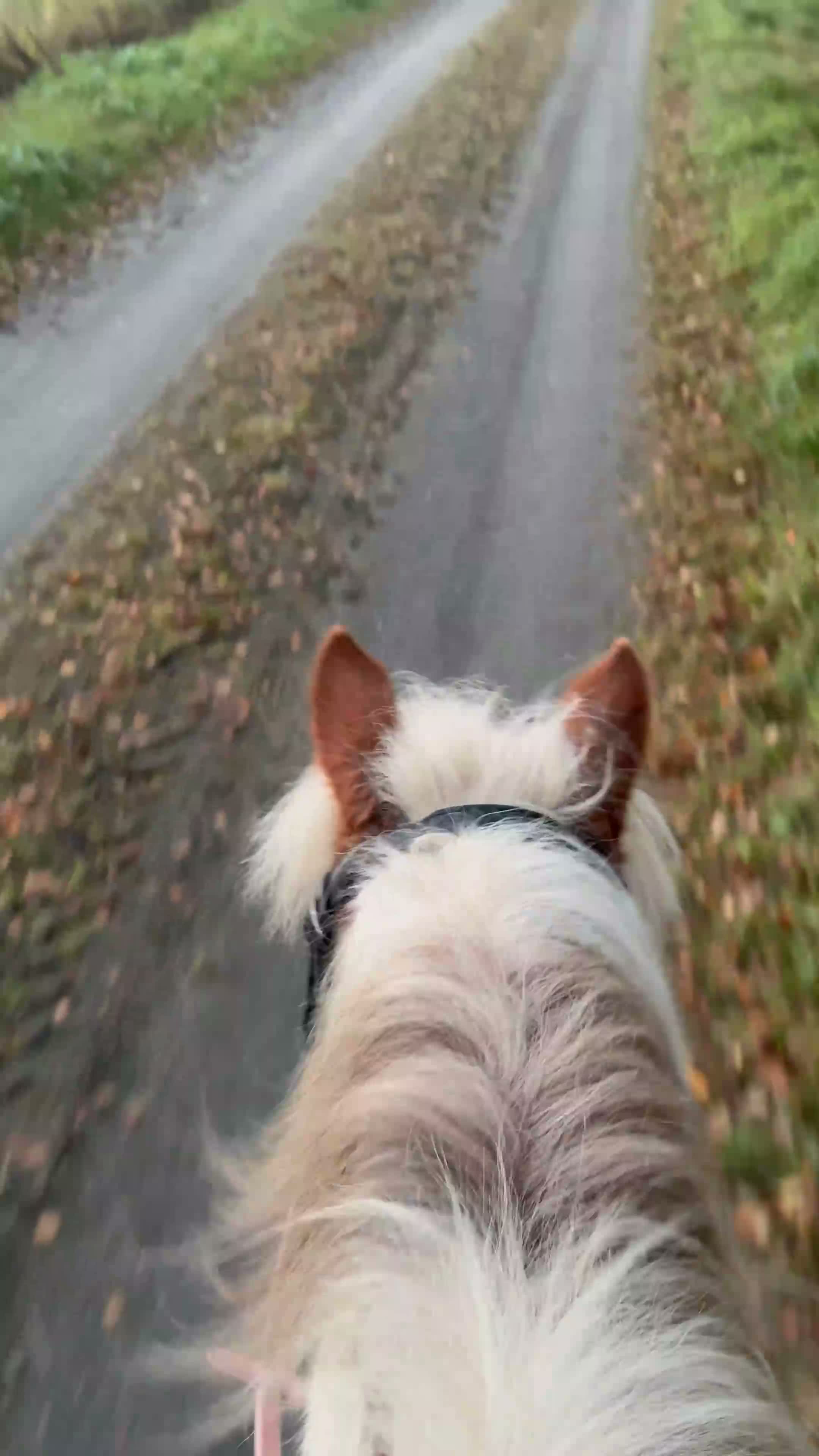 Allround hästar till salu: Sagoponnyn för framtiden!⭐️ i Karlstad - Video 1