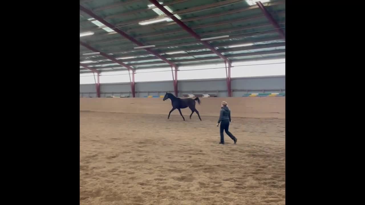Dressyr hästar till salu: Fantastisk 2-åring med starkt möderne - Video 1