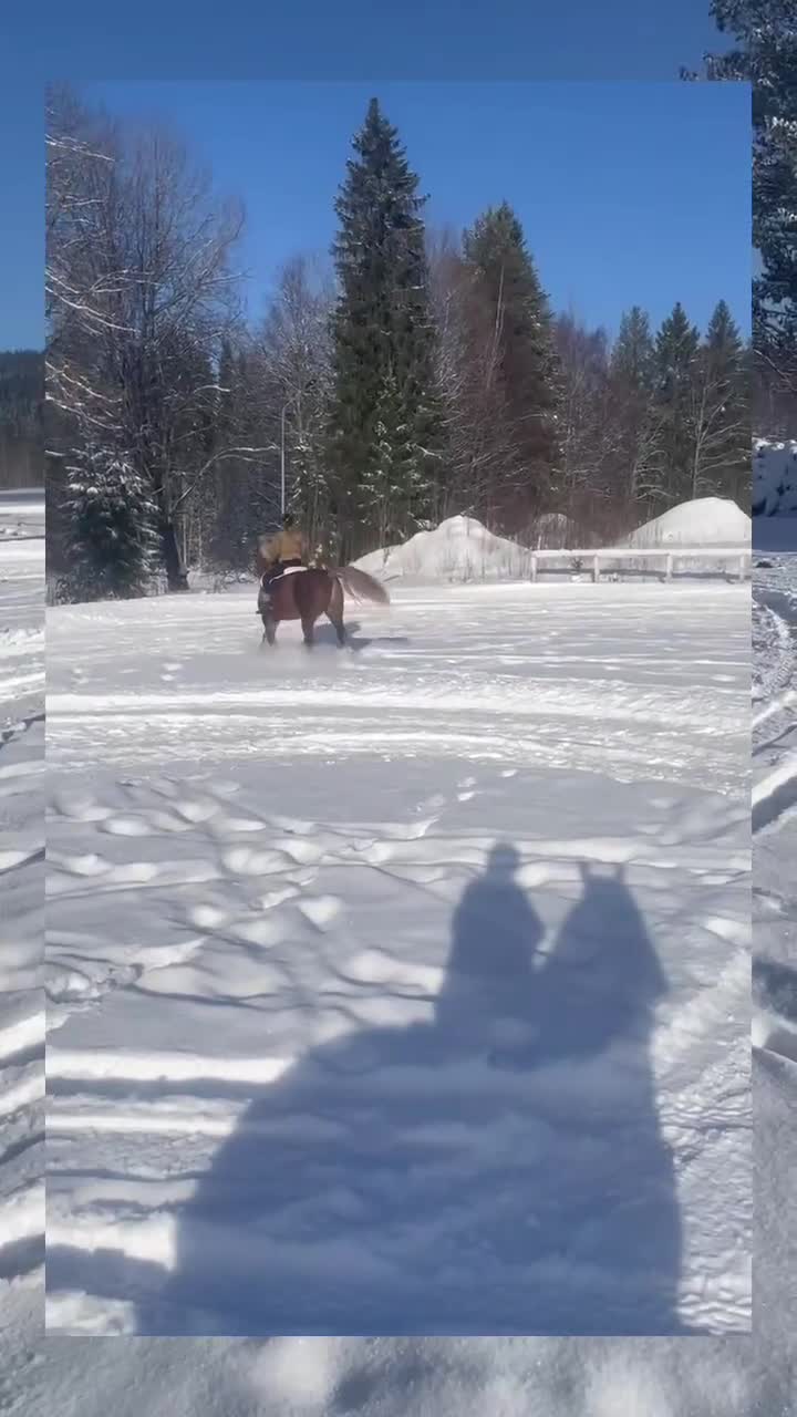 Allround hästar till salu: Unghäst till salu - Video 1