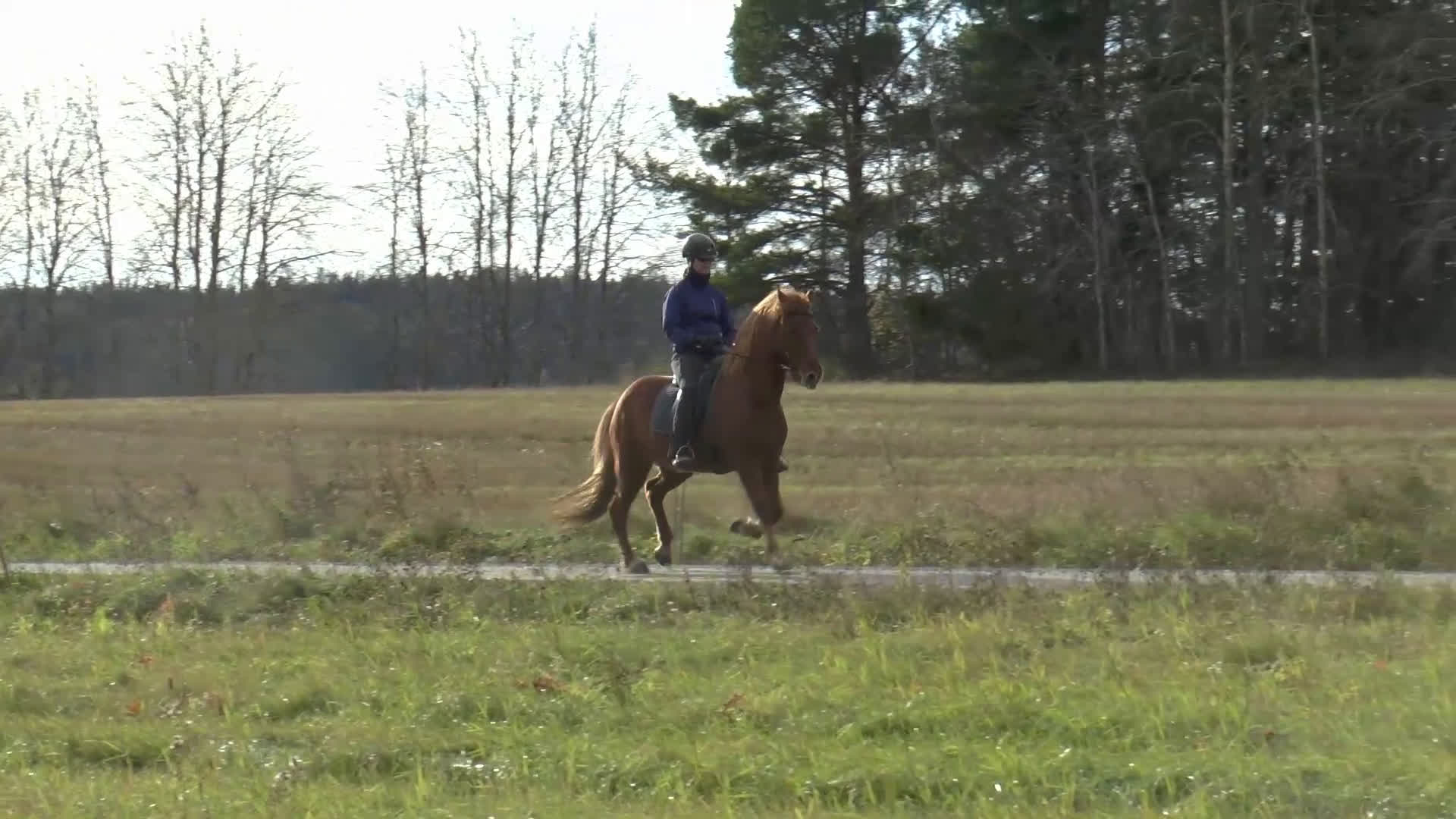 Island hästar till salu: Fantastisk rolig ridhäst med häftig tölt! i Härnösand - Video 1