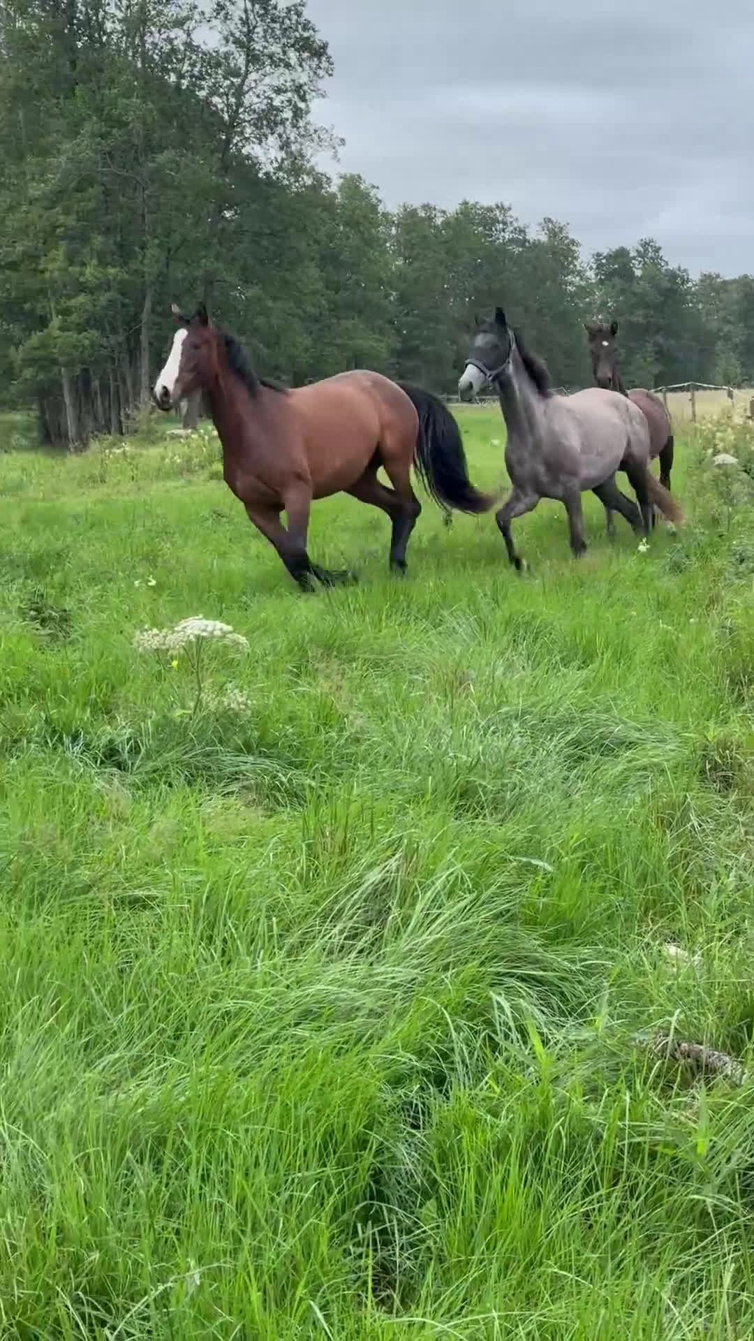 Dressyr hästar till salu: Vackert sto ifrån meriterande möderne  i Aneby - Video 1