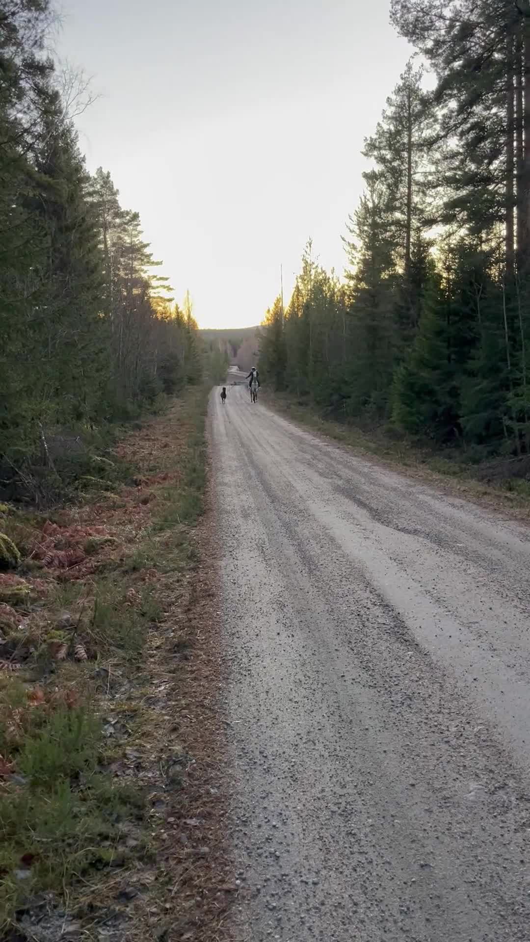 Sällskap hästar till salu: Leif och Billy - Video 1