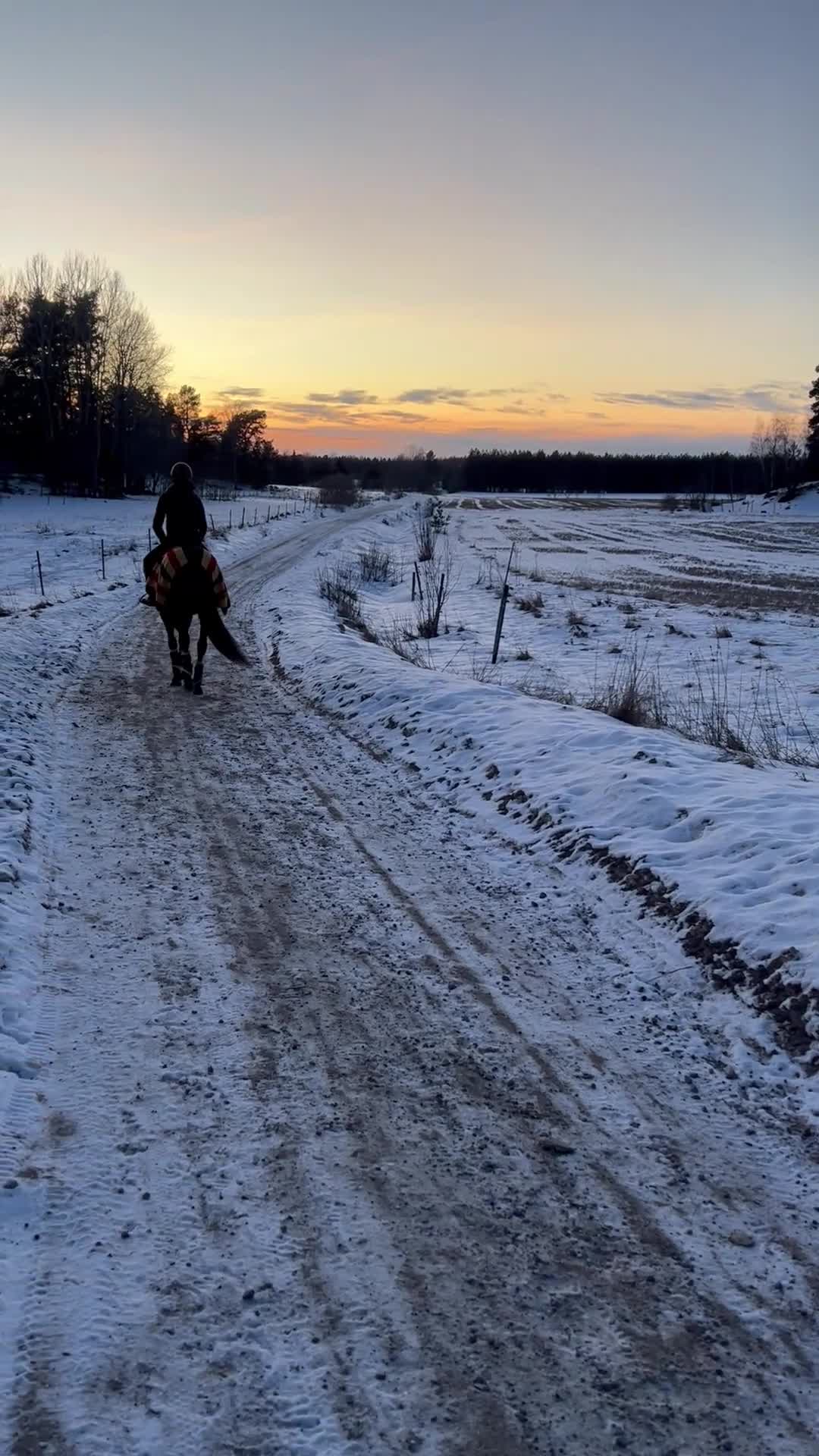 Allround hästar till salu: Sportig ponny säljes - Video 2