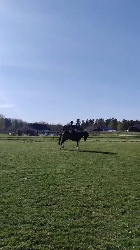 Allround hästar till salu: Den roliga ponnyn du kan göra allt med! - Video 1