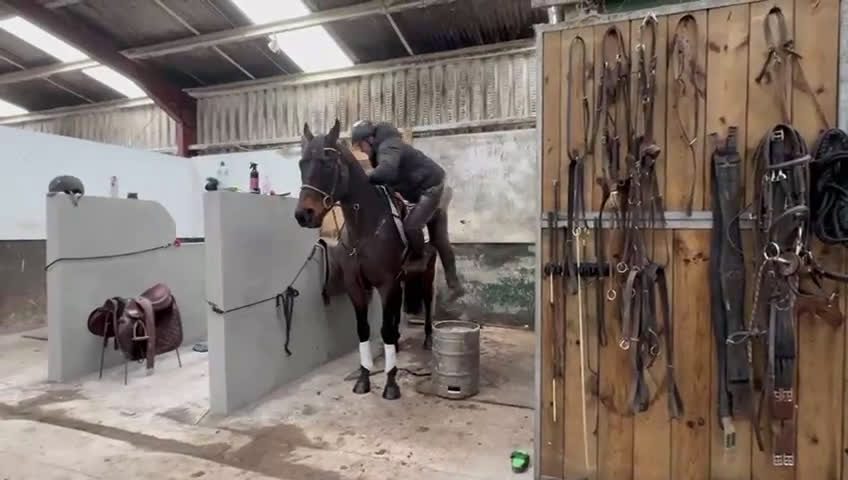 Allround hästar till salu: Världens snällaste kille  i Valbo - Video 1
